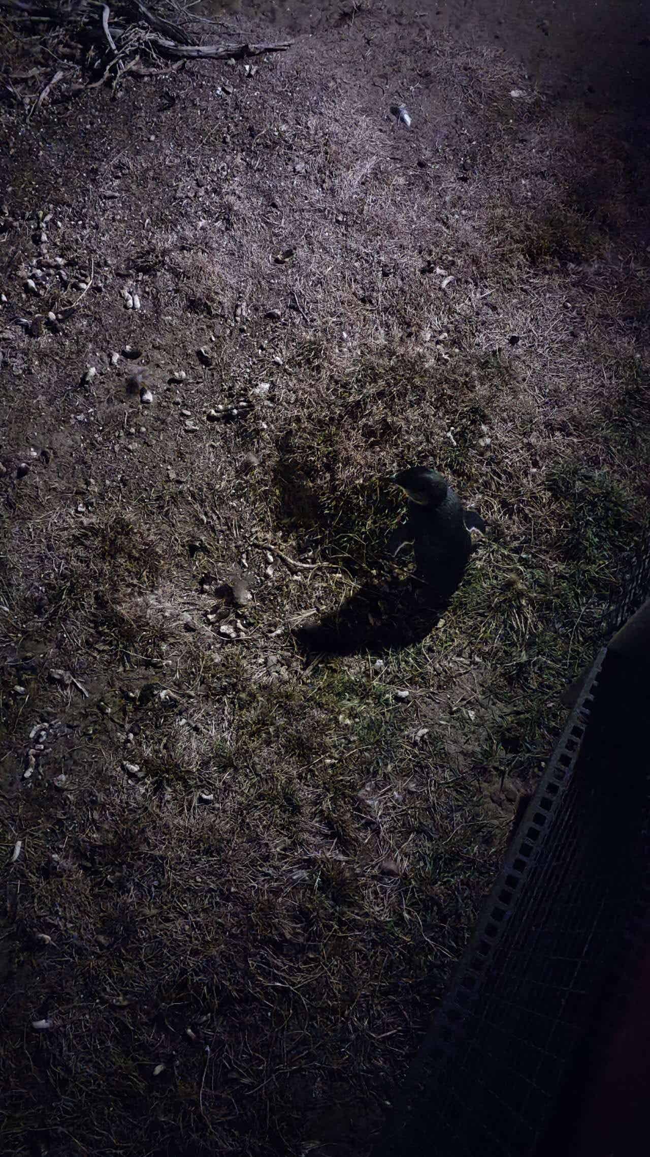 澳大利亚照片10